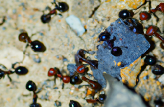 Проблемы муравьев и эффективная борьба с ними