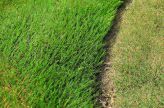 Как оформить газон на заросшем участке: пошаговая инструкция и советы садоводов