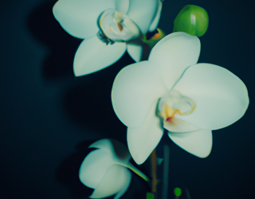 Основные принципы полива орхидей