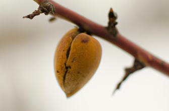 Правильная посадка саженца абрикоса: осенью и весной