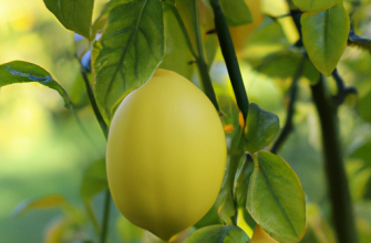 Особенности растения Огурец-лимон (хрустальное яблоко)