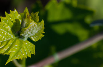 Как поливать виноград весной и когда начинать подкормку: особенности