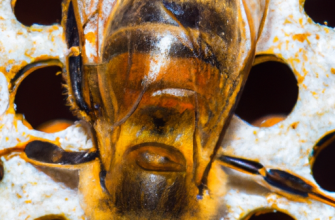 Крылья пчелы: описание, количество и основные функции