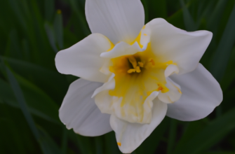 Нарциссы: воплощение красоты сада