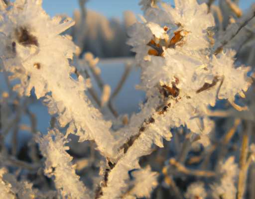 Укрытие хвойников на зиму: защита от мороза, наледи и солнечных ожогов