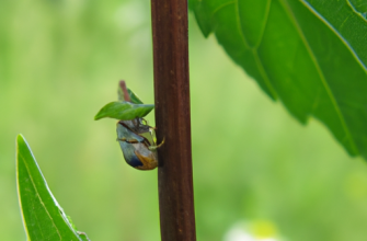 Укусы насекомых: избавление от зуда и воспаления